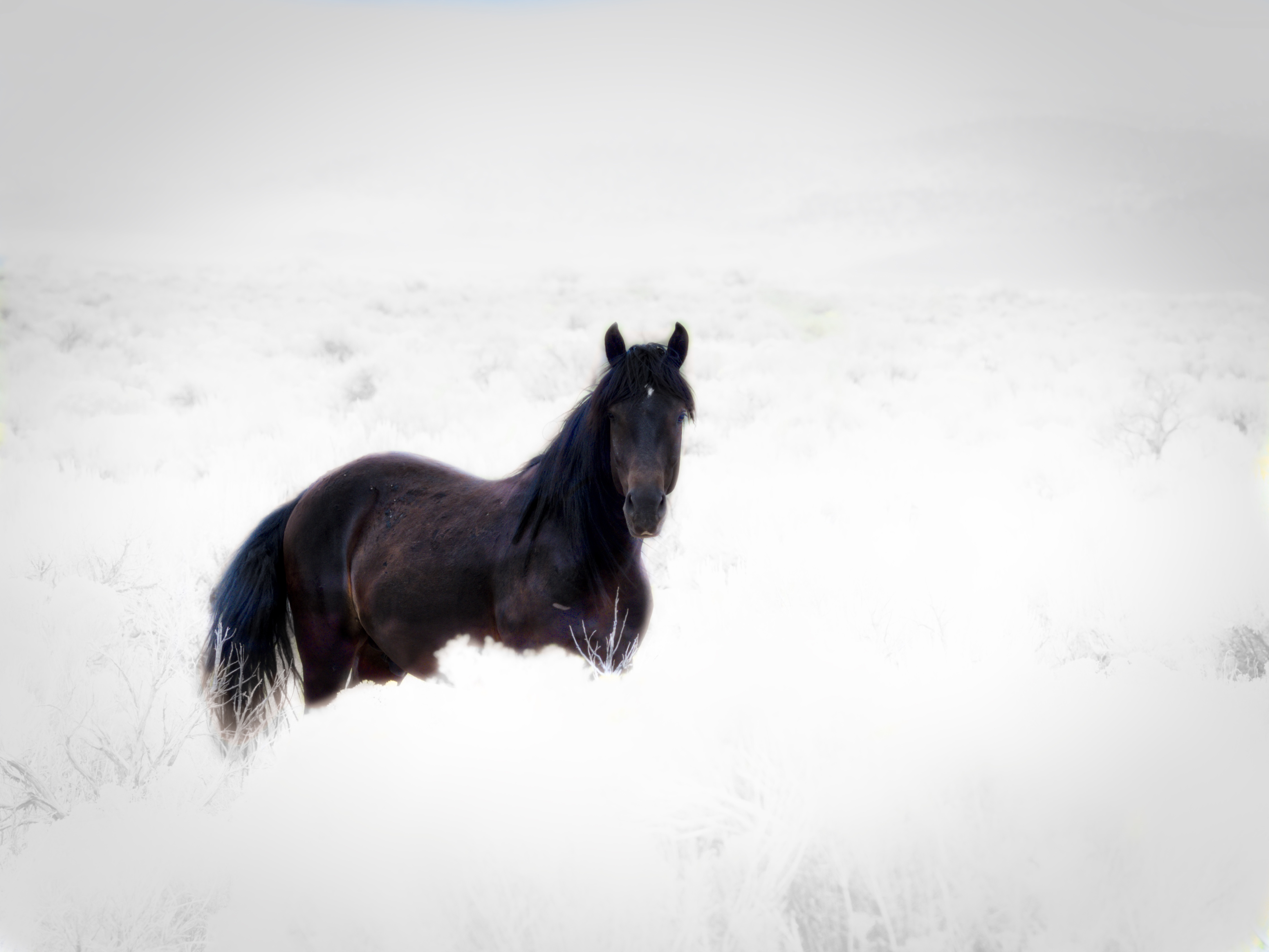 Wild Mustang